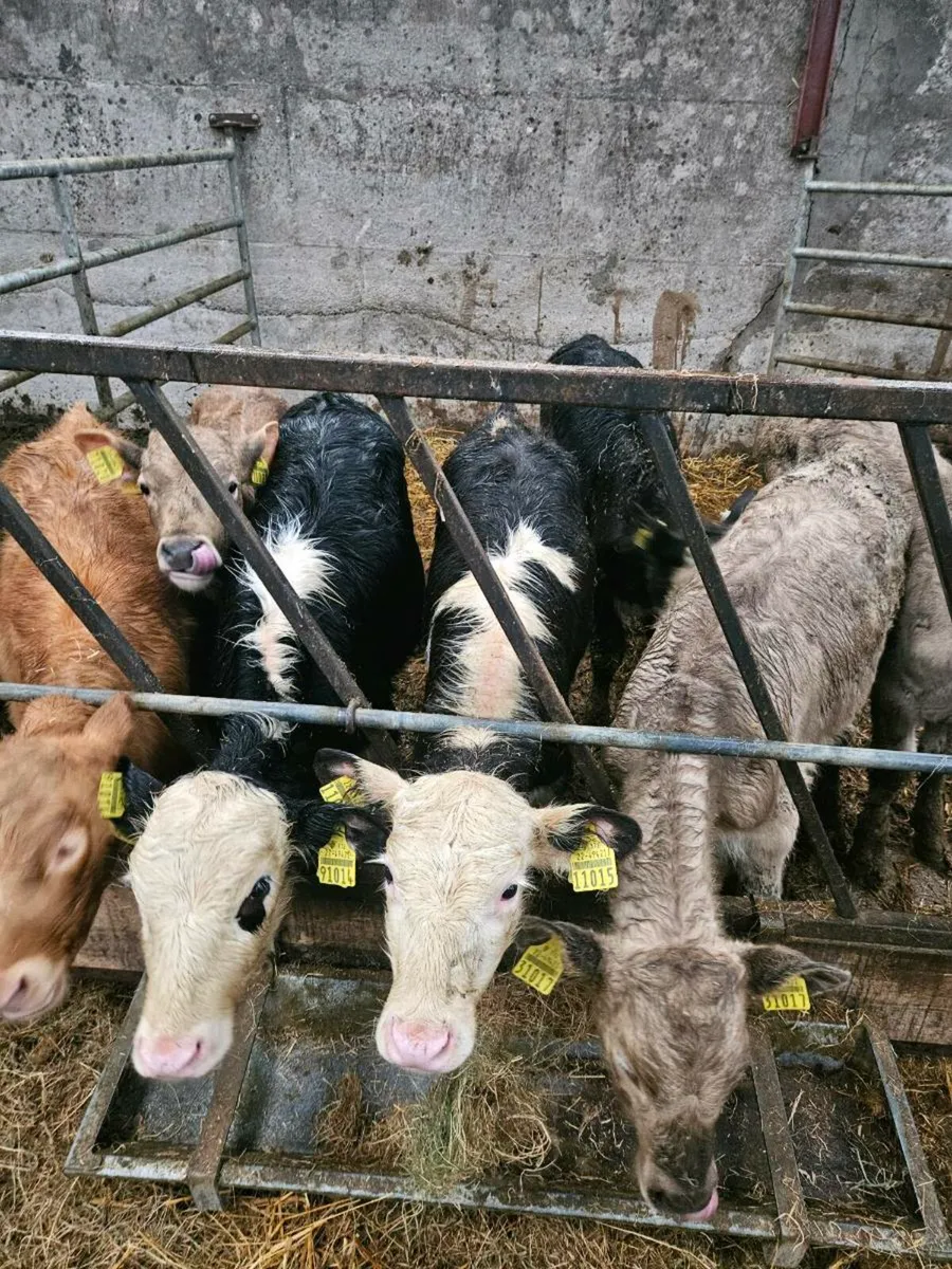 Reared organic calves - Image 2