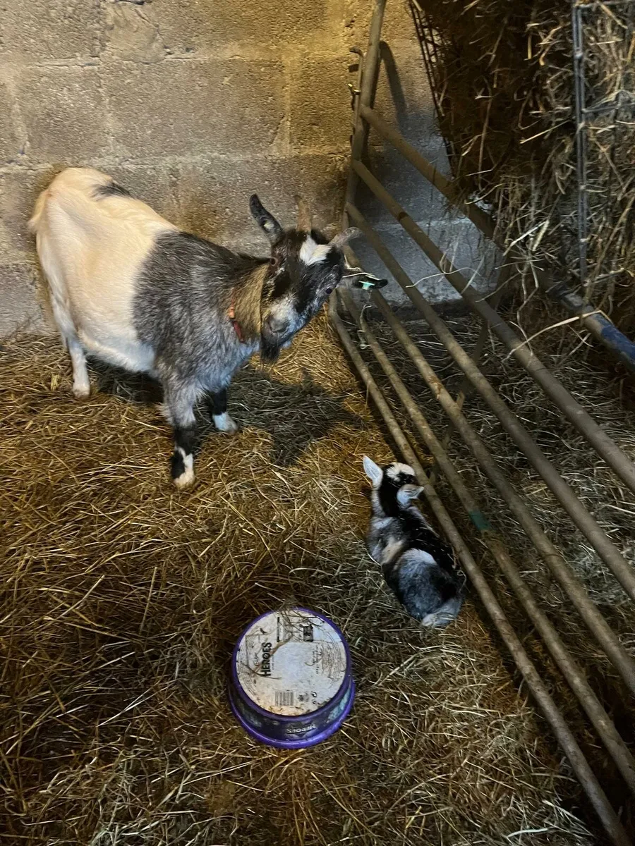 Pygmy female with kid at foot - Image 4
