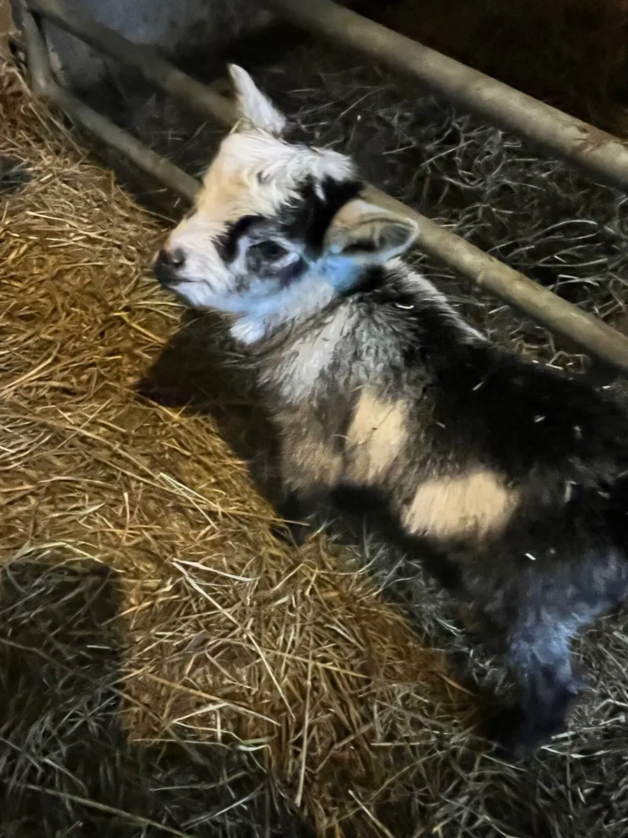 Pygmy female with kid at foot - Image 1