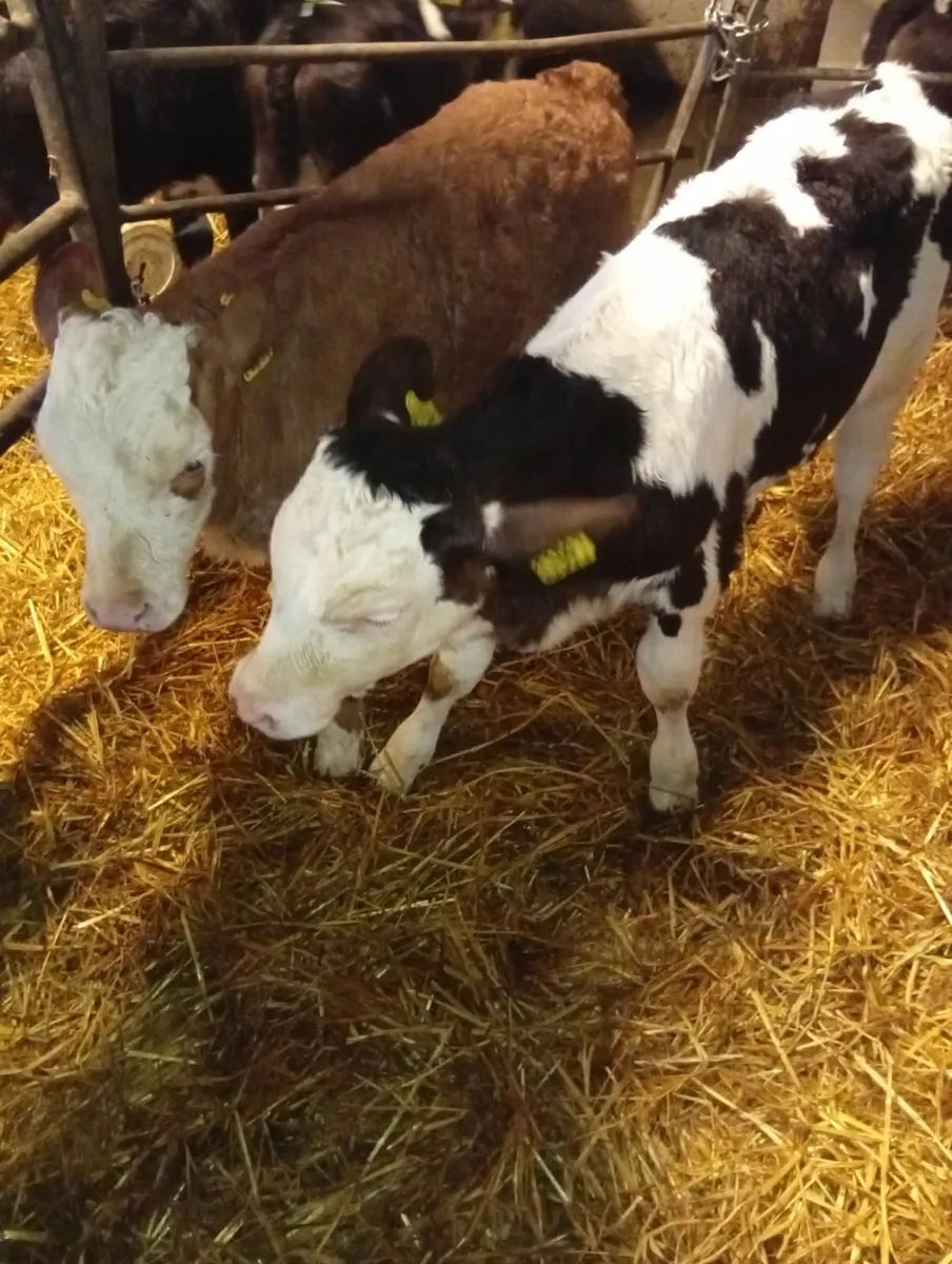 2 calves - Image 1