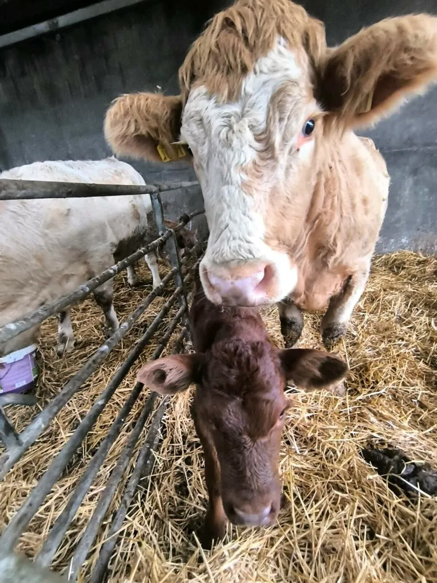 Charolais Heifers with calves - Image 1