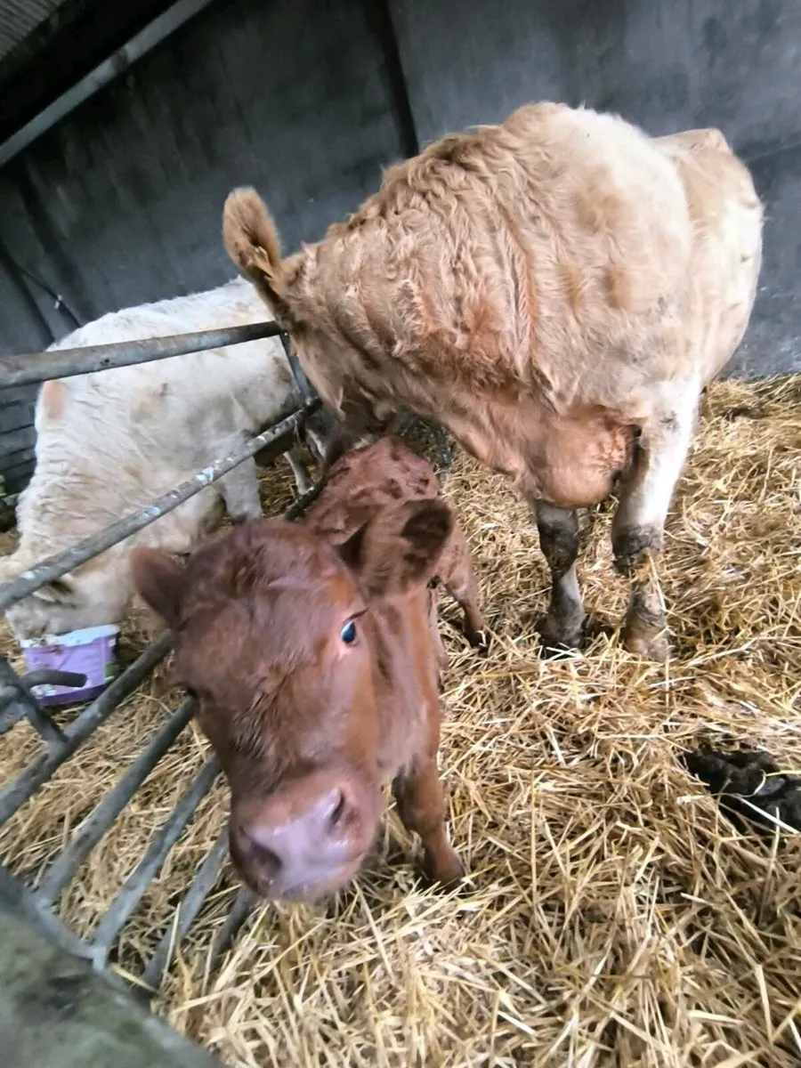 Charolais Heifers with calves - Image 2