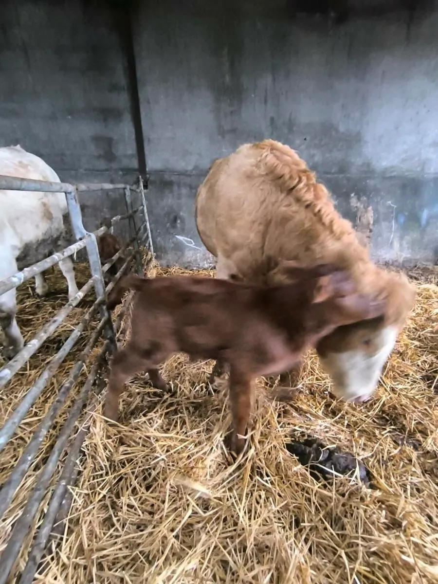 Charolais Heifers with calves - Image 3