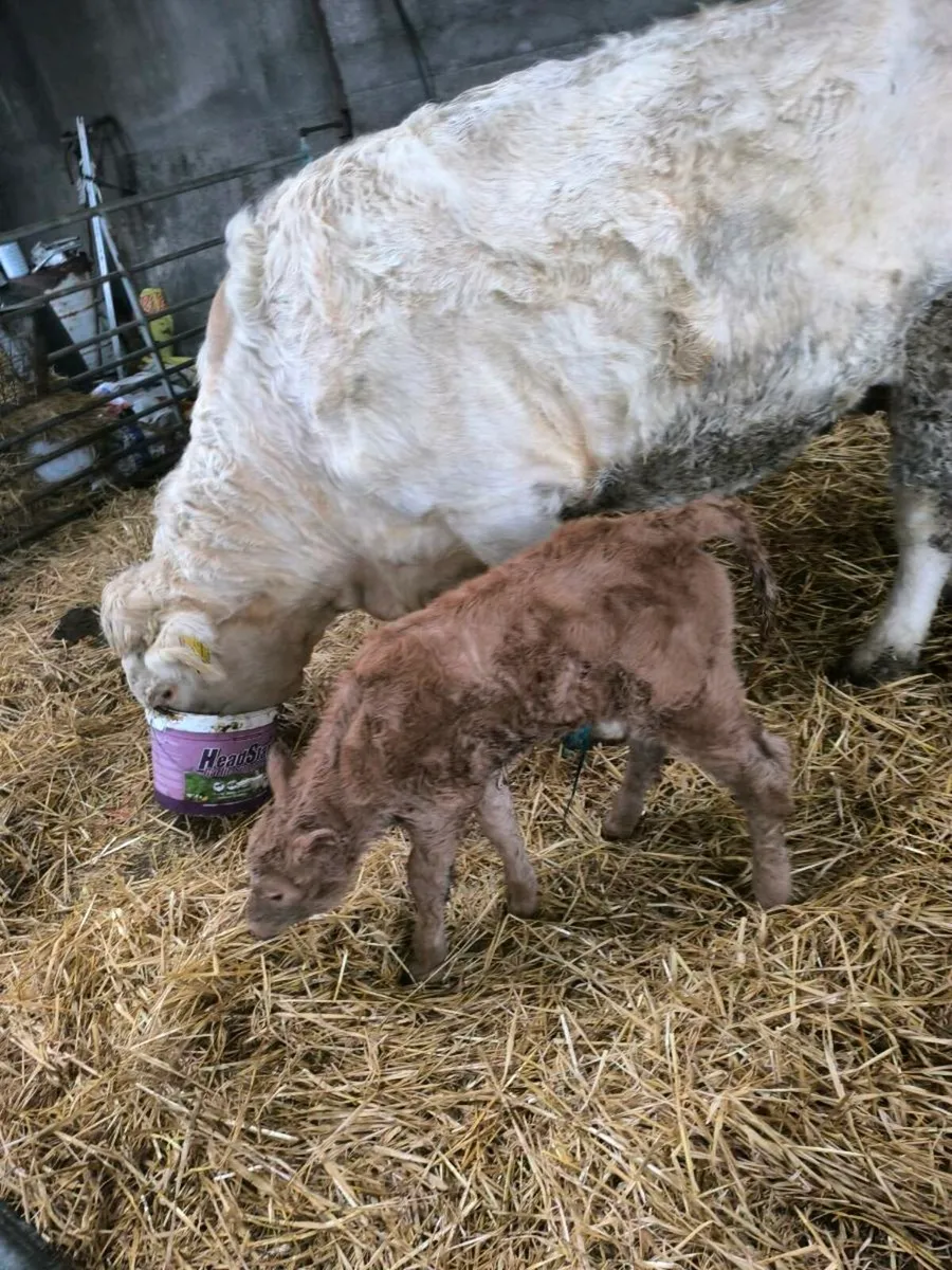 Charolais Heifers with calves - Image 4