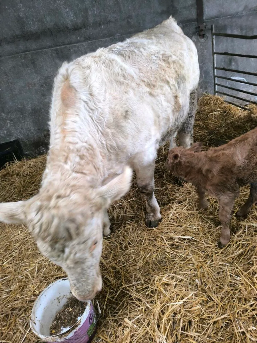 Charolais Heifer - Image 3