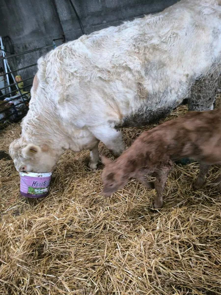 Charolais Heifer - Image 4