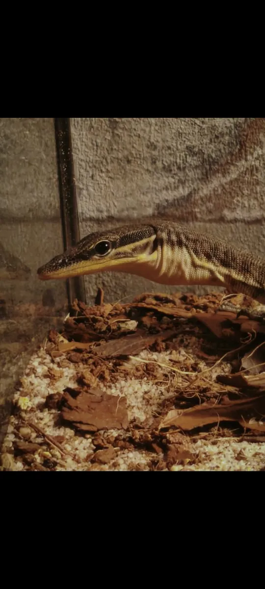 Juvenile Kimberly rock monitor - Image 1