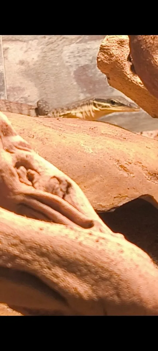 Juvenile Kimberly rock monitor - Image 2