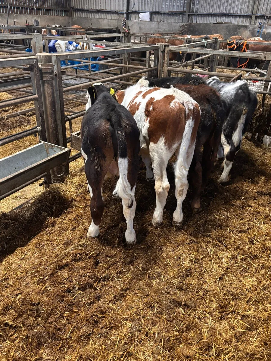 Hereford & FKV bulls. - Image 2