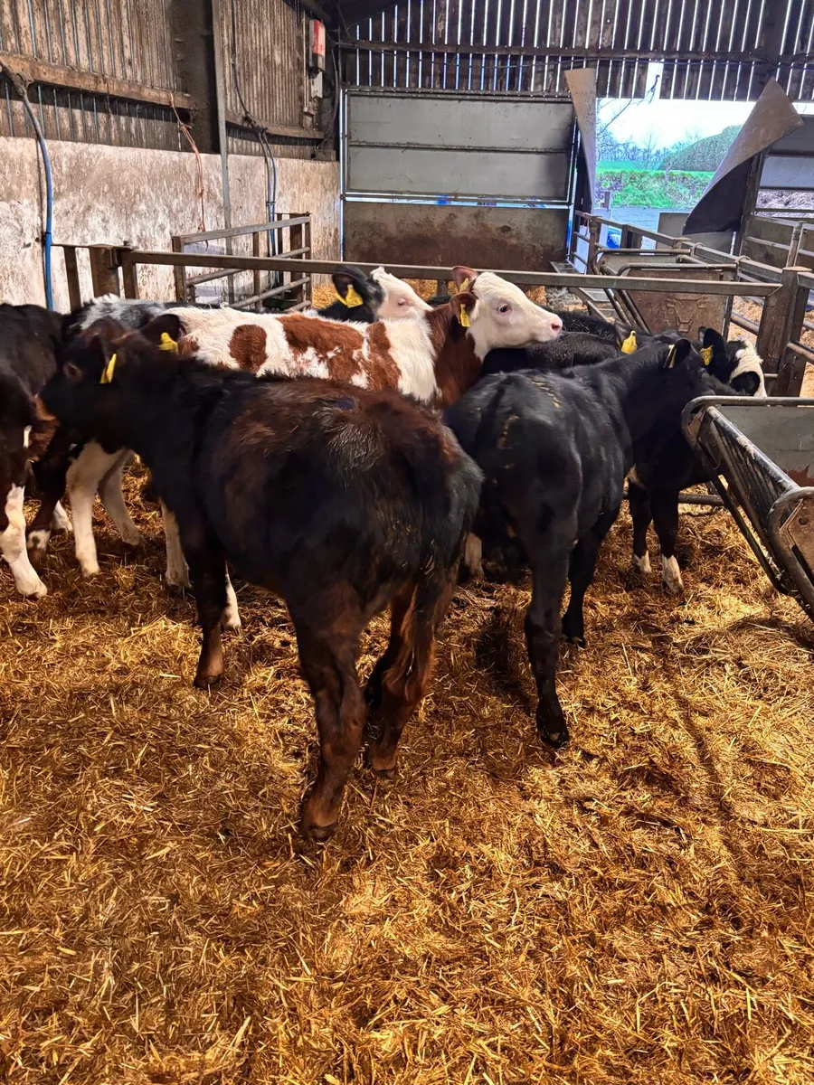 Hereford & FKV bulls. - Image 4