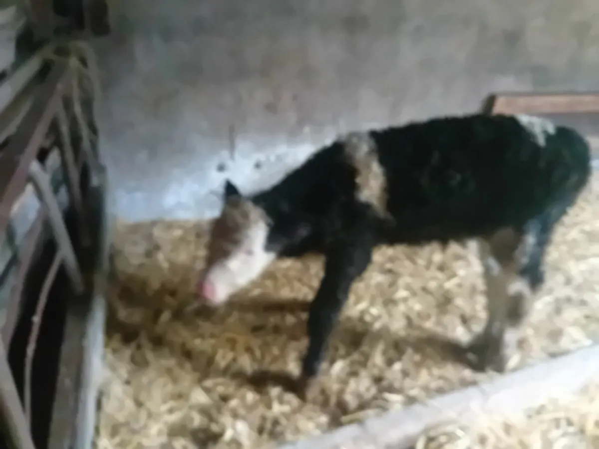 calf - Image 2