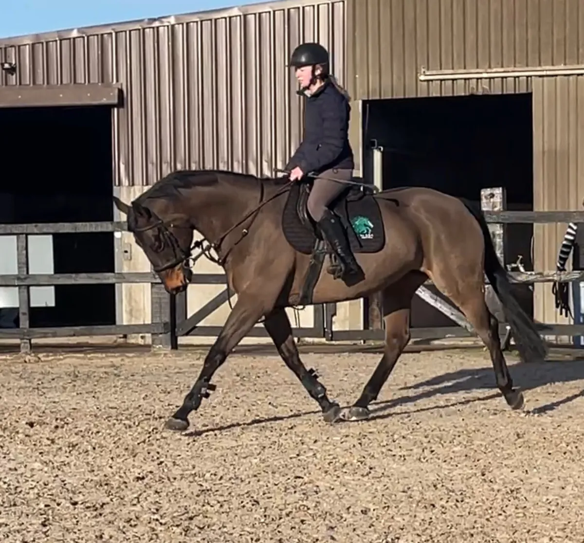 Rising 8yr old 16hh well bred all rounder! - Image 1