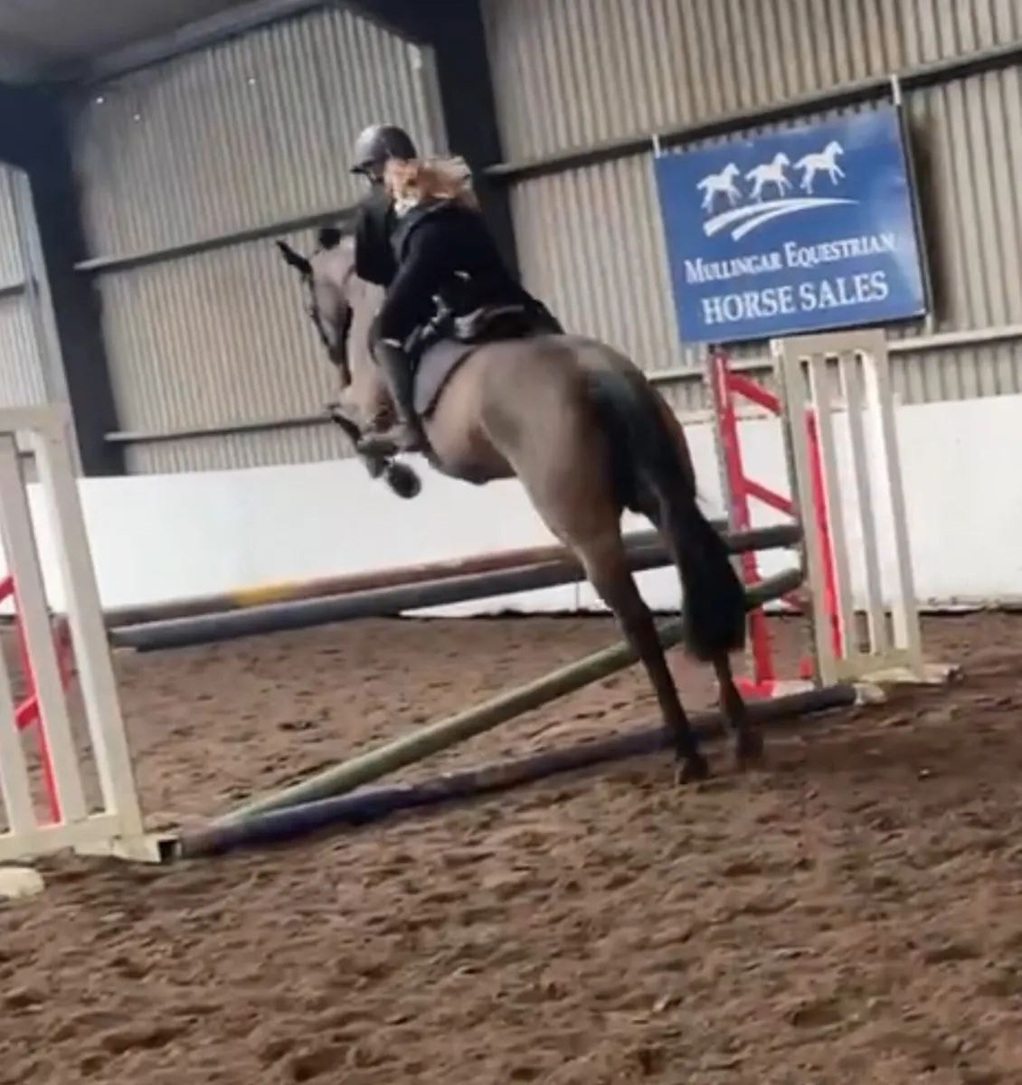 Rising 8yr old 16hh well bred all rounder! - Image 2