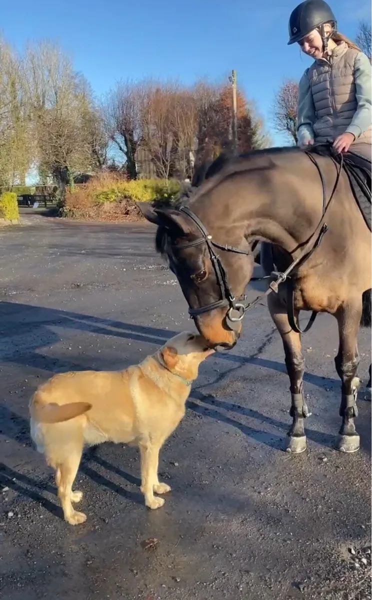 Rising 8yr old 16hh well bred all rounder! - Image 3
