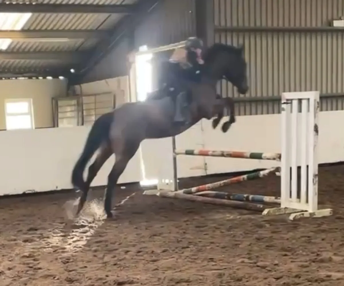 Rising 8yr old 16hh well bred all rounder! - Image 4
