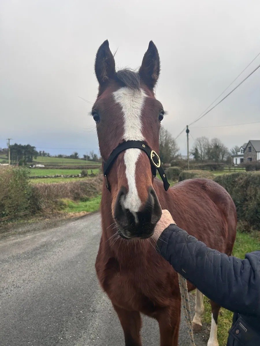 Mogul filly - Image 1