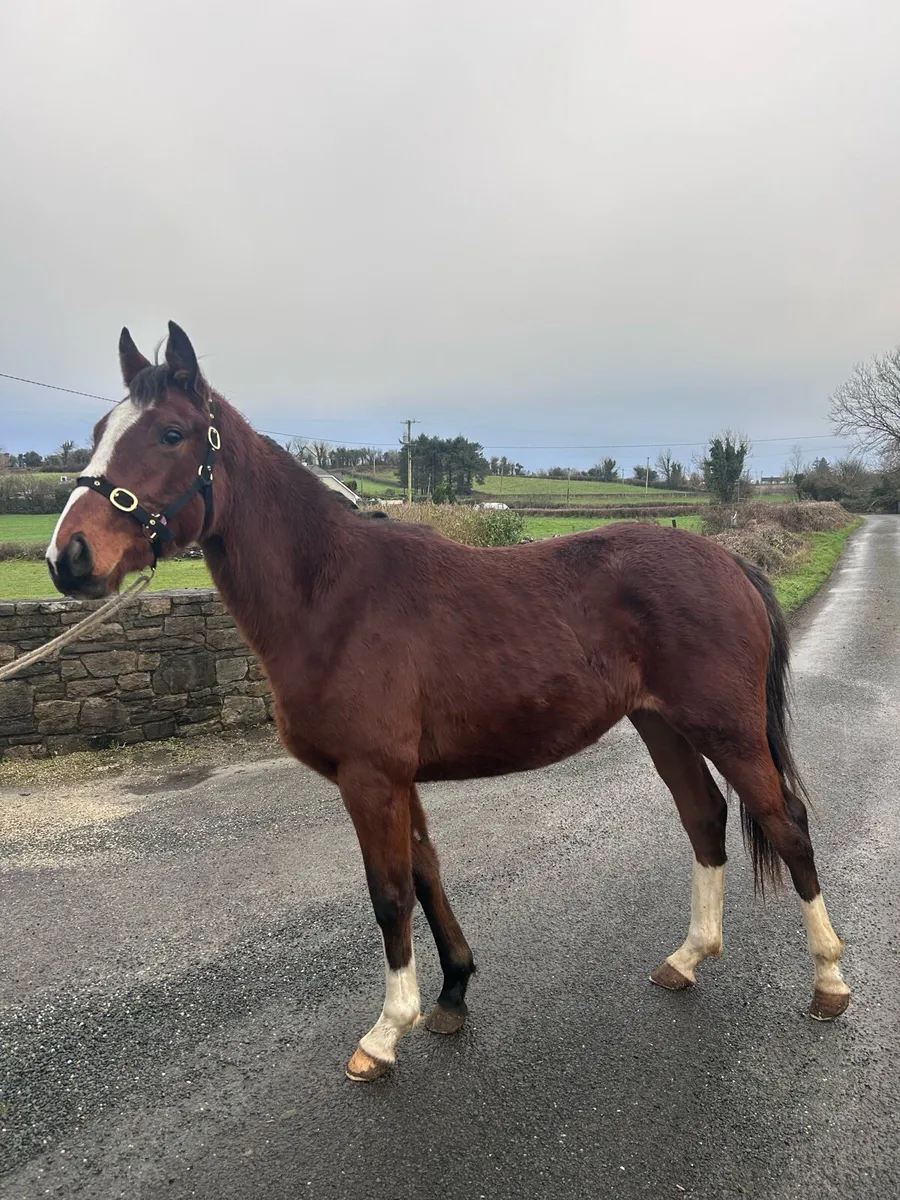 Mogul filly - Image 2