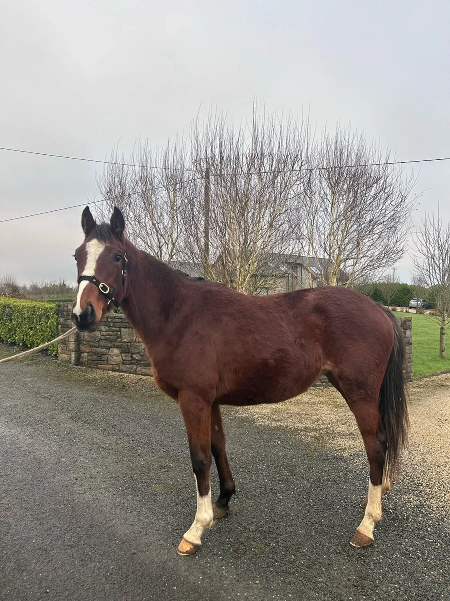 Mogul filly - Image 3