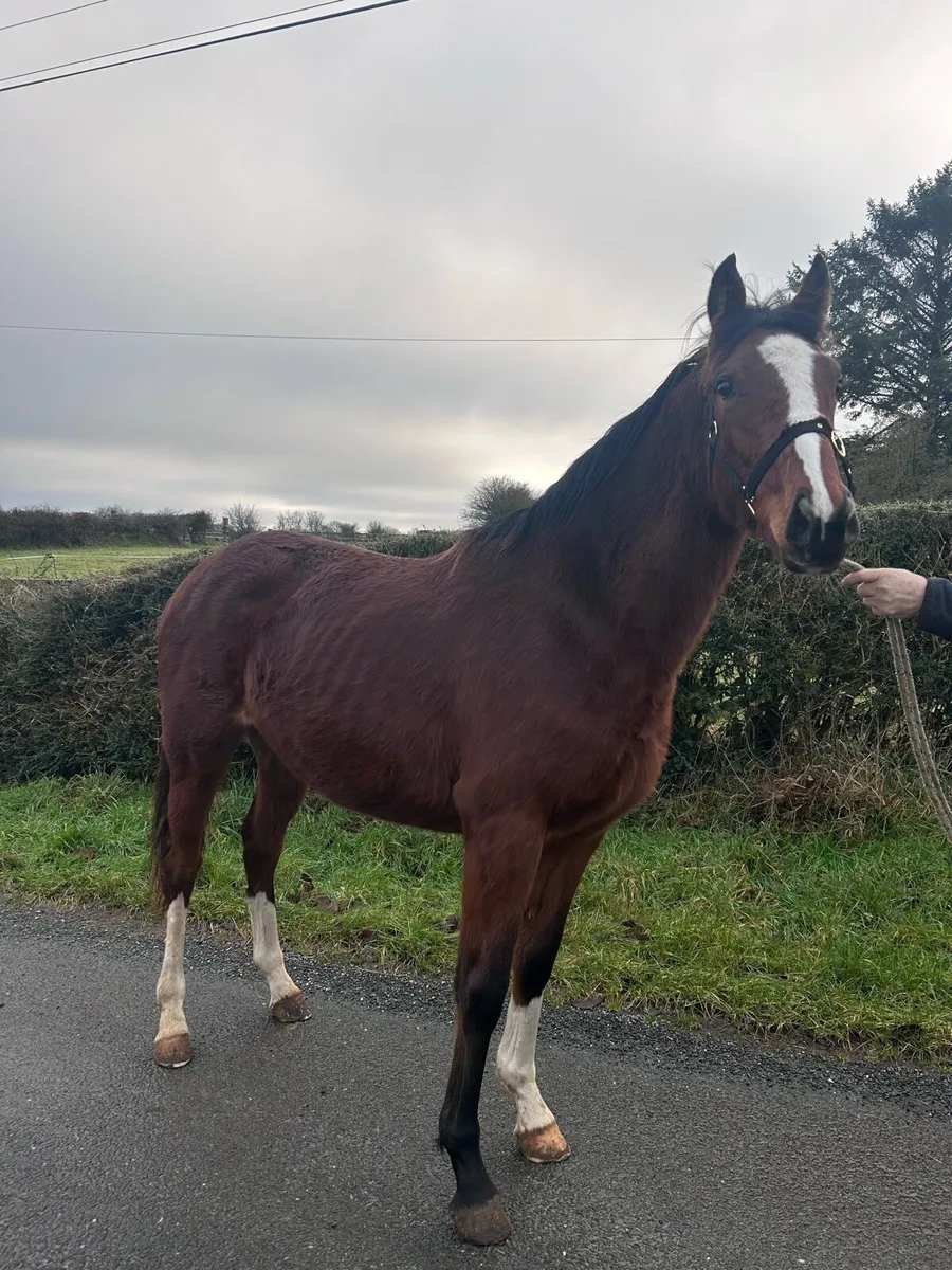 Mogul filly - Image 4