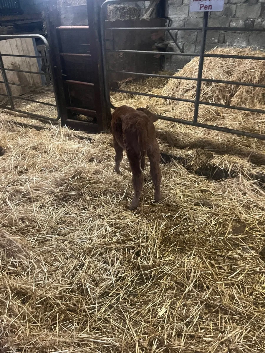Cow calf - Image 3