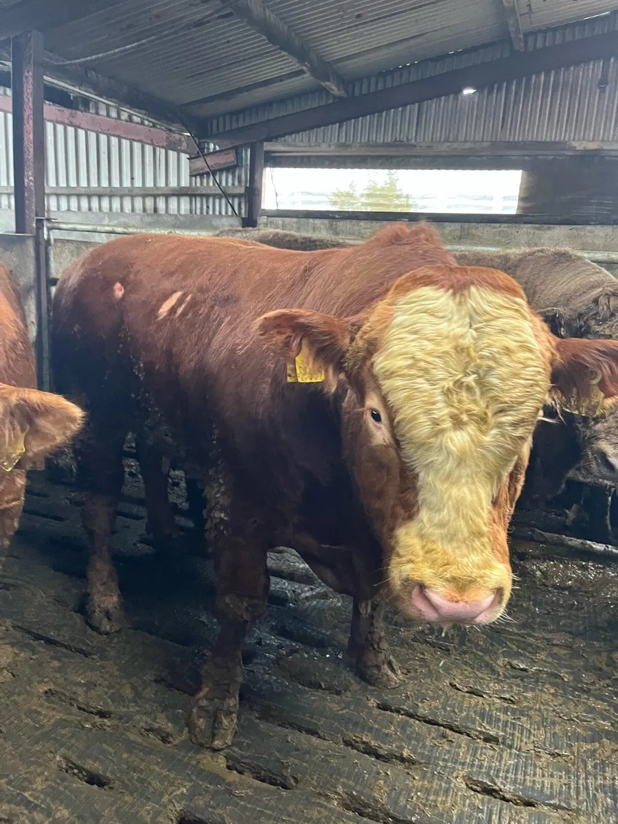 43 fat young cattle for sale - Image 1