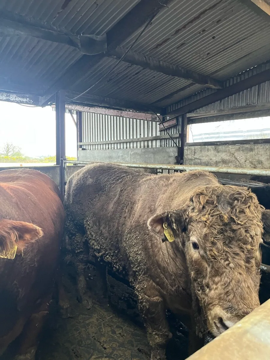 43 fat young cattle for sale - Image 2