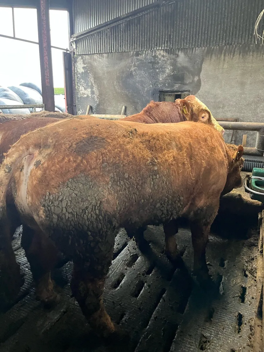 43 fat young cattle for sale - Image 3