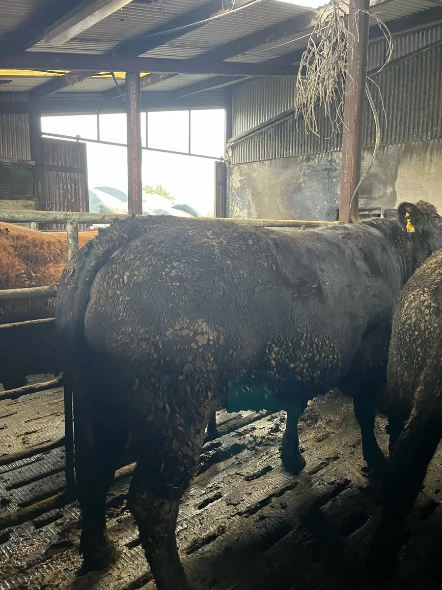 43 fat young cattle for sale - Image 4