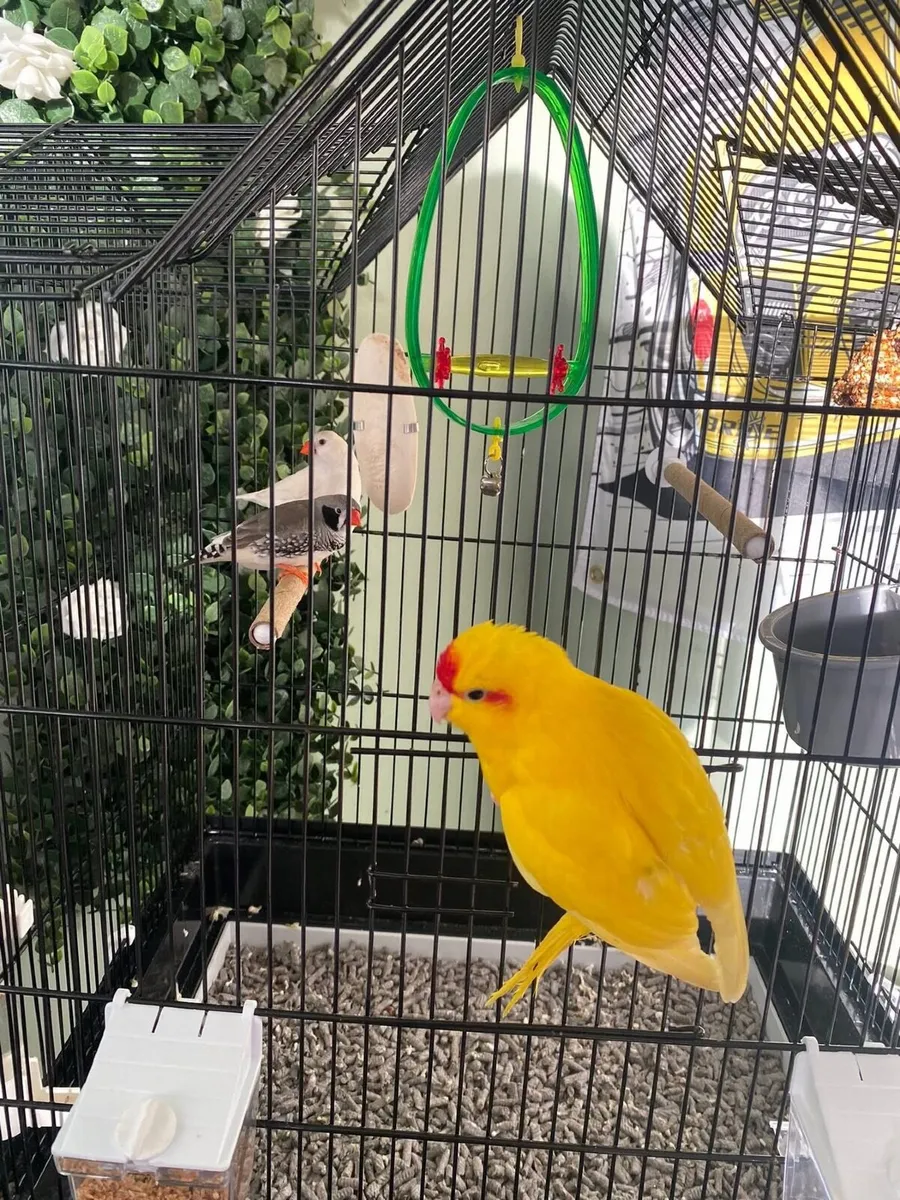 Kakariki parrot - Image 2