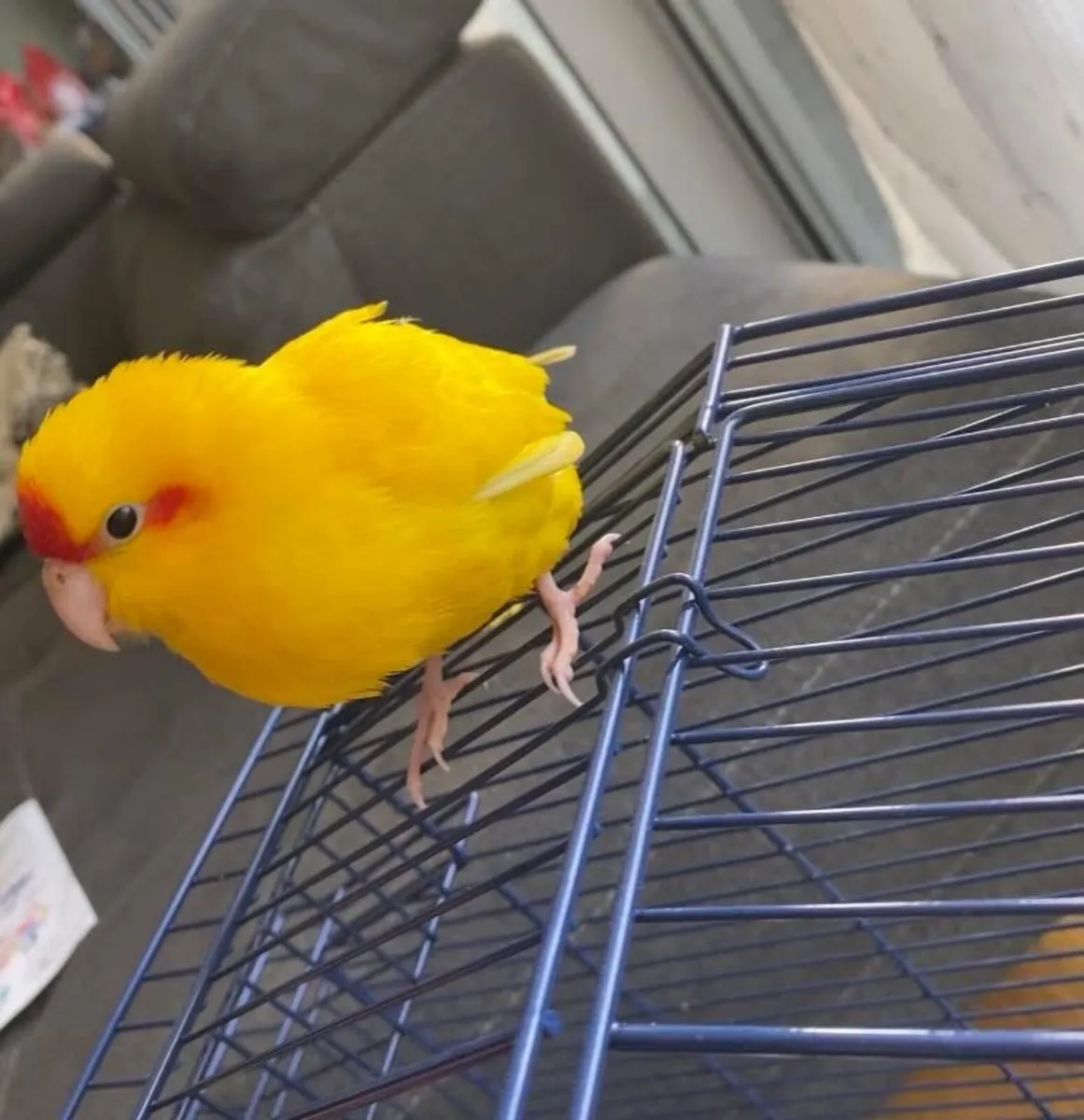 Kakariki parrot - Image 3