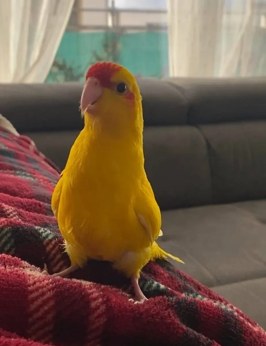 Kakariki parrot - Image 1