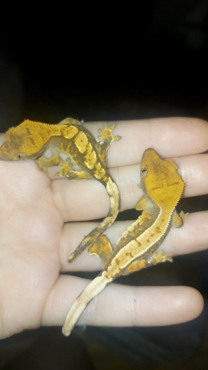 Leopard and crested geckos - Image 2