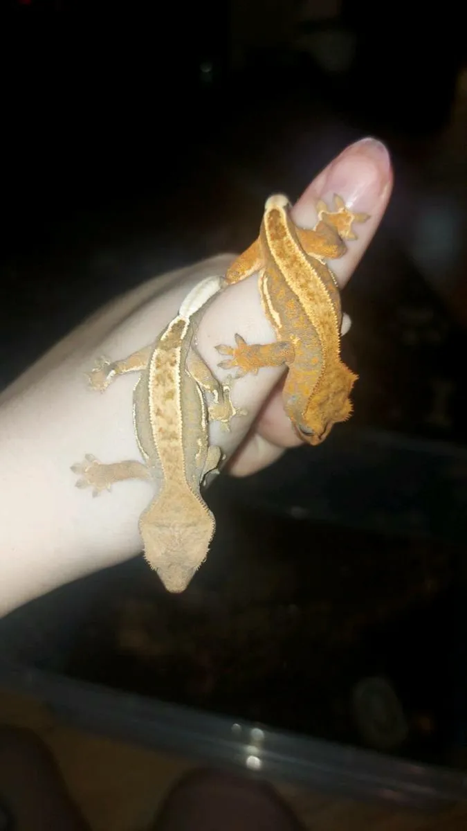 Leopard and crested geckos - Image 3