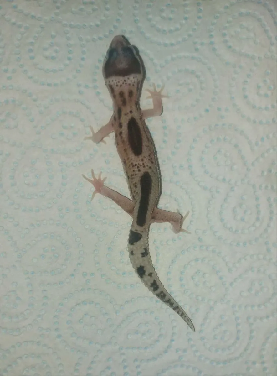 Leopard and crested geckos - Image 4