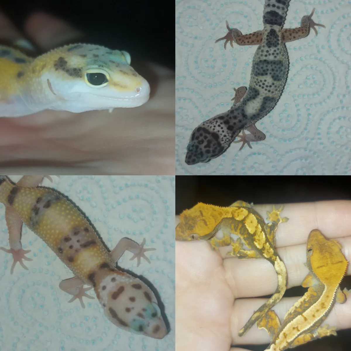 Leopard and crested geckos - Image 1
