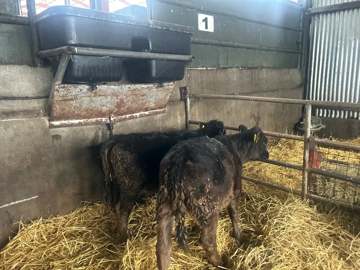 2 super Angus weanling heifers - Image 1
