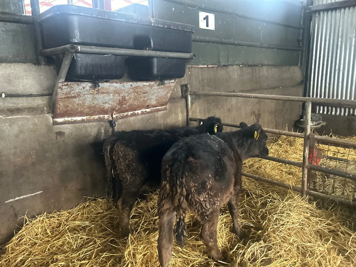 2 super Angus weanling heifers - Image 2