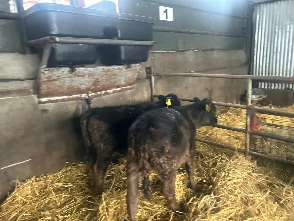 2 super Angus weanling heifers - Image 3