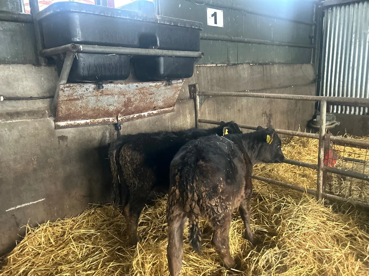 2 super Angus weanling heifers - Image 4