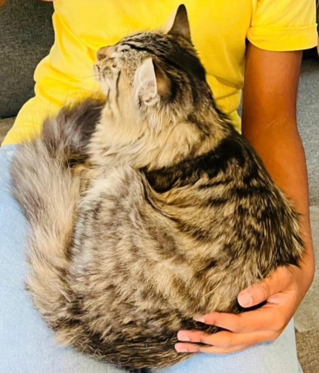 Much‑Loved Siberian Cat Seeking Forever Home - Image 3