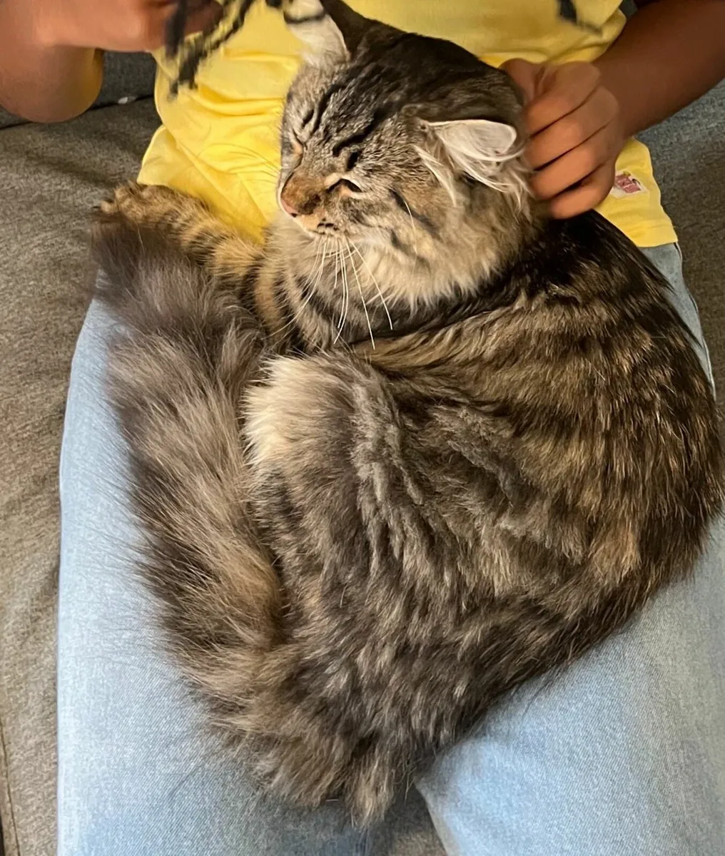 Much‑Loved Siberian Cat Seeking Forever Home - Image 2