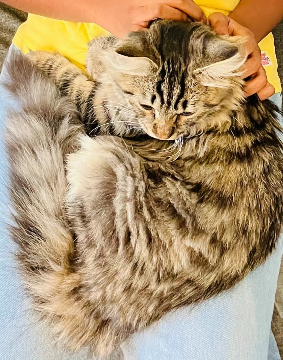 Much‑Loved Siberian Cat Seeking Forever Home - Image 4