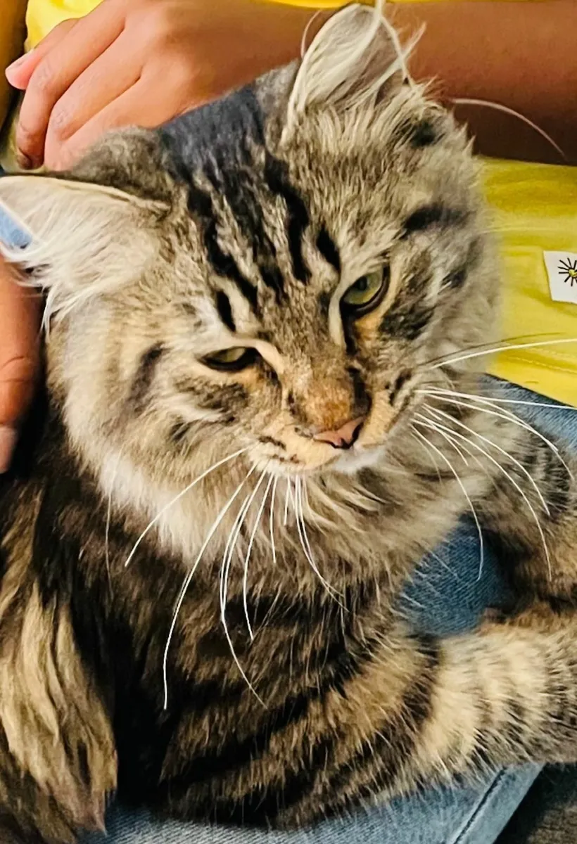 Much‑Loved Siberian Cat Seeking Forever Home - Image 1