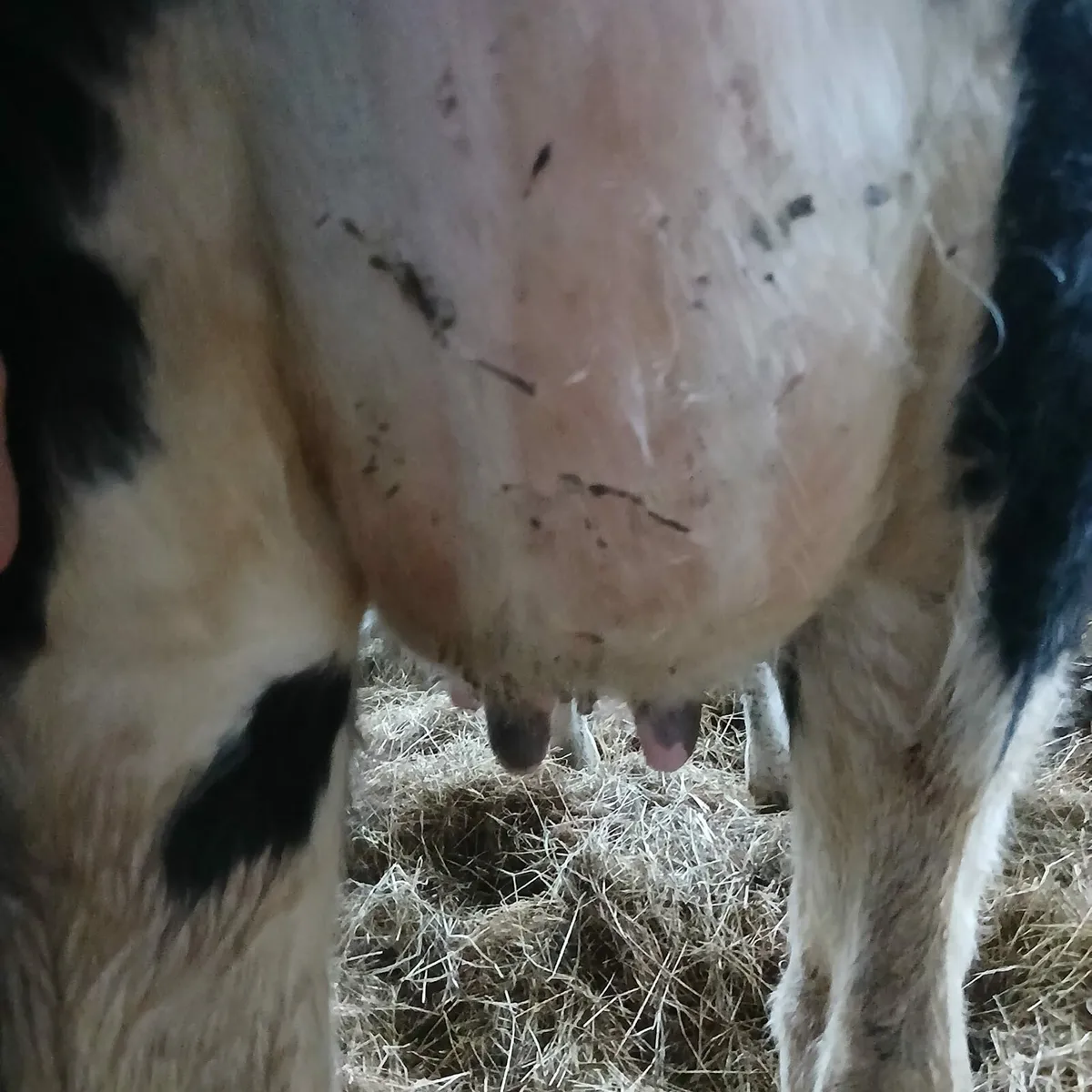 Freshly calved pure bread holstein heifer - Image 1