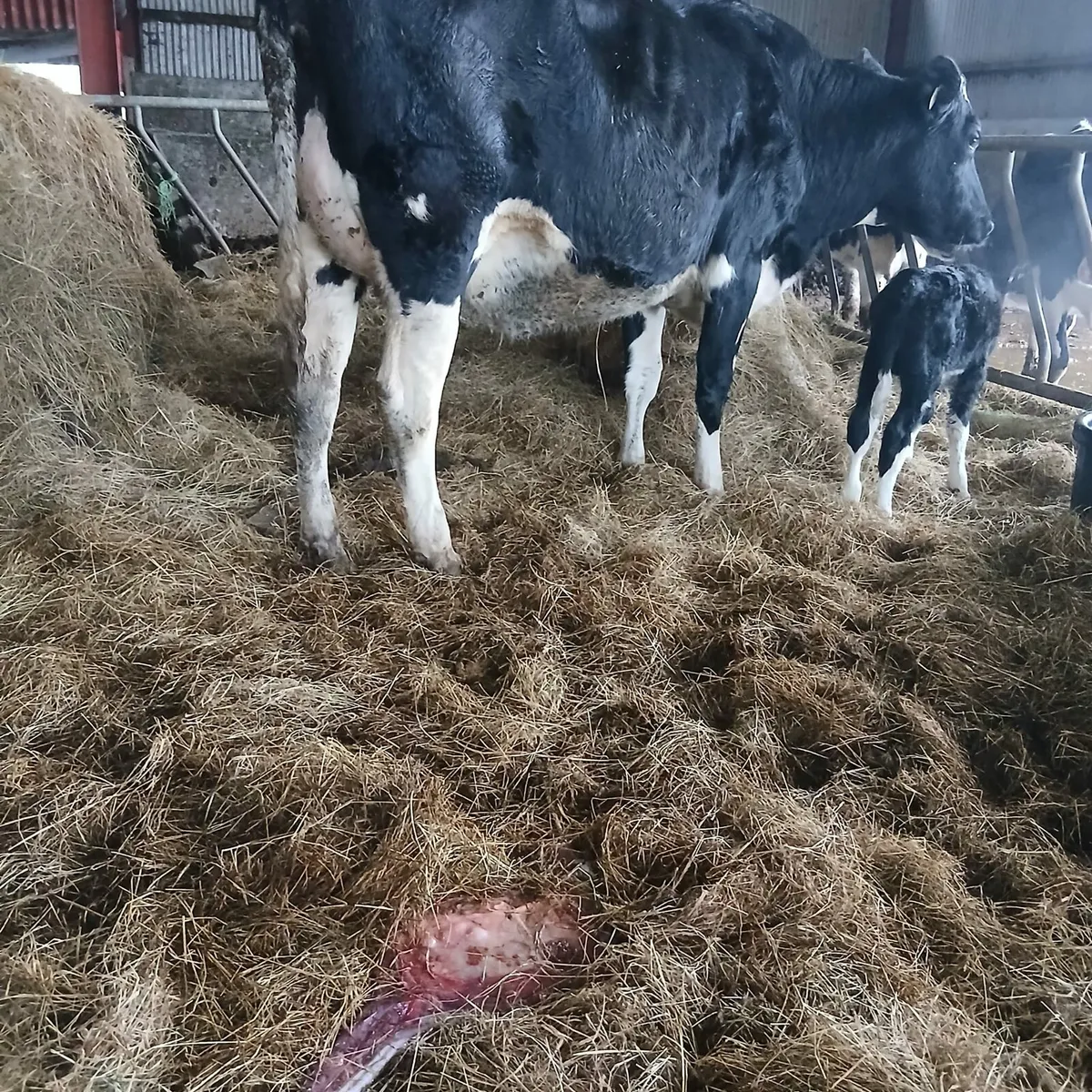 Freshly calved pure bread holstein heifer - Image 2