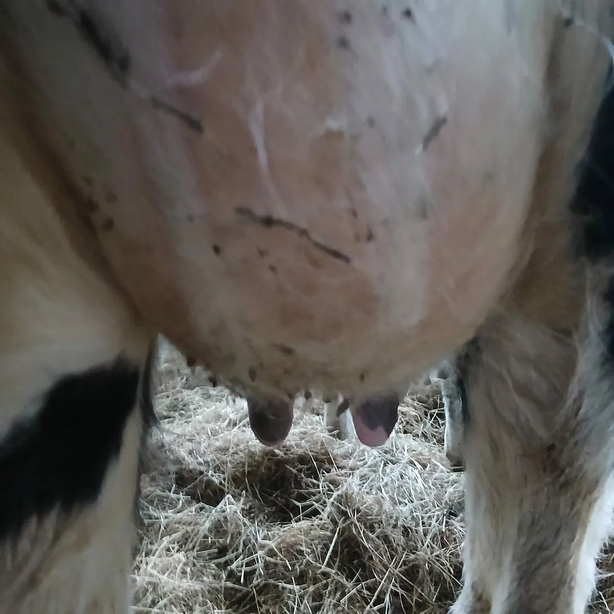 Freshly calved pure bread holstein heifer - Image 3