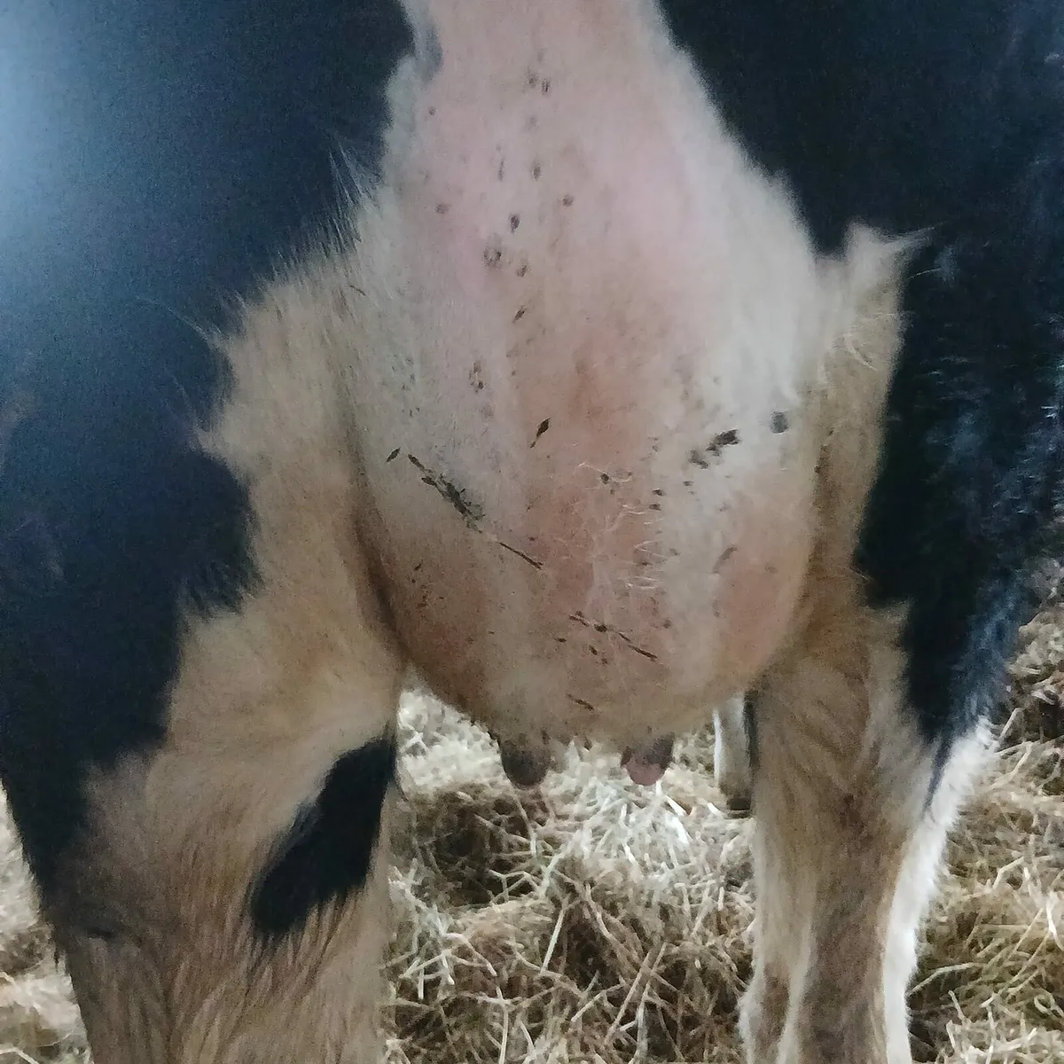 Freshly calved pure bread holstein heifer - Image 4
