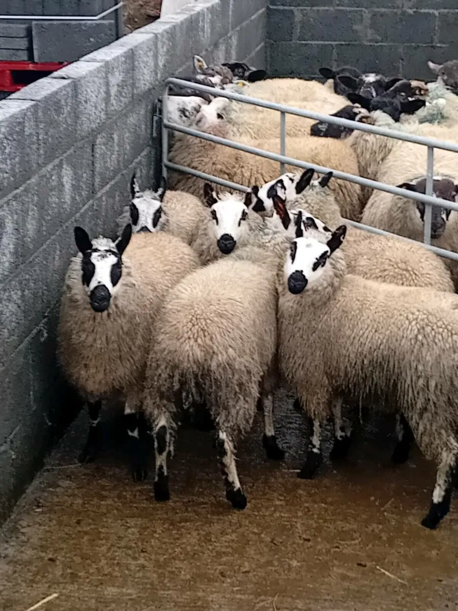 Kerryhill ewe lambs - Image 1