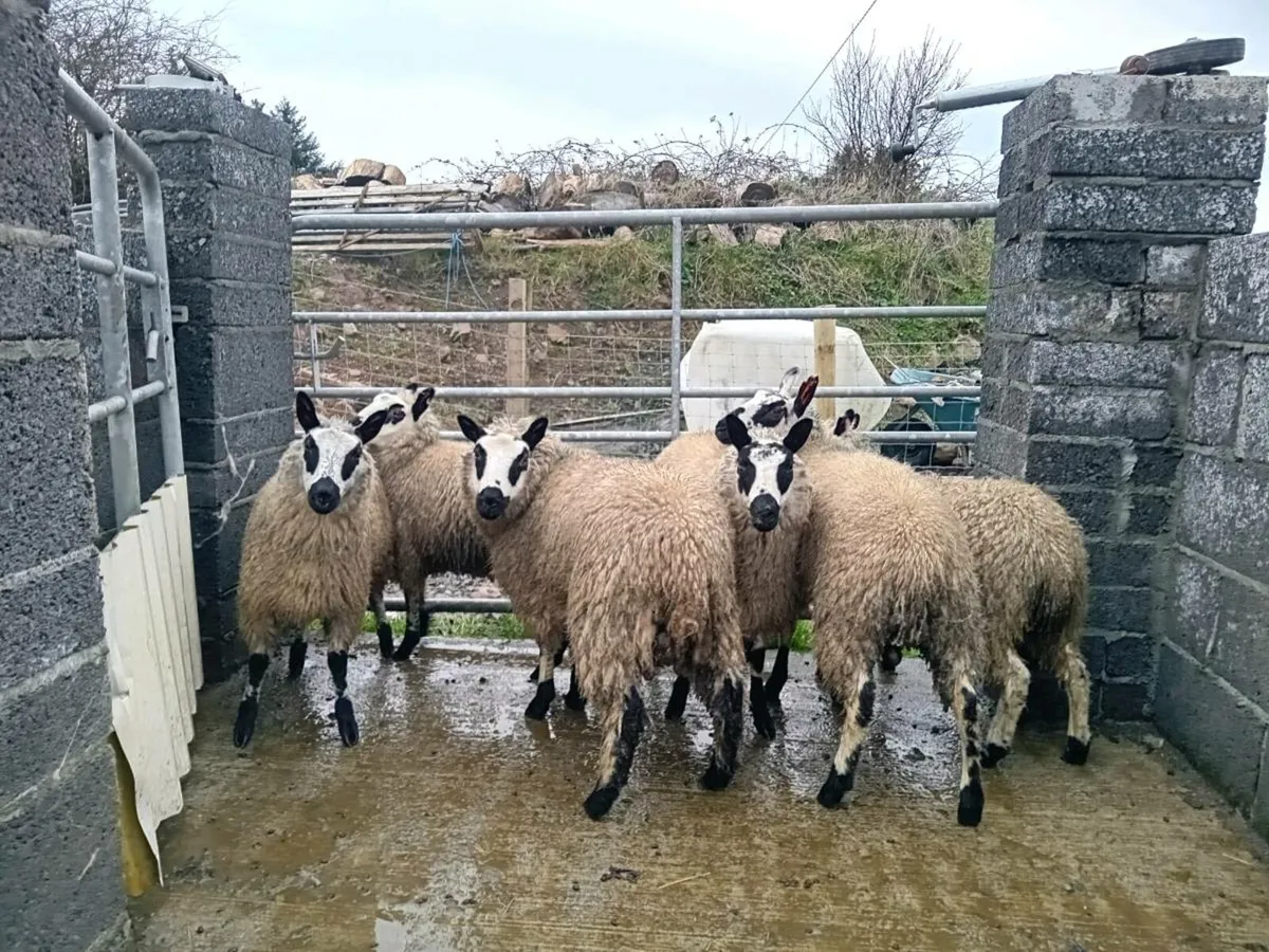 Kerryhill ewe lambs - Image 2