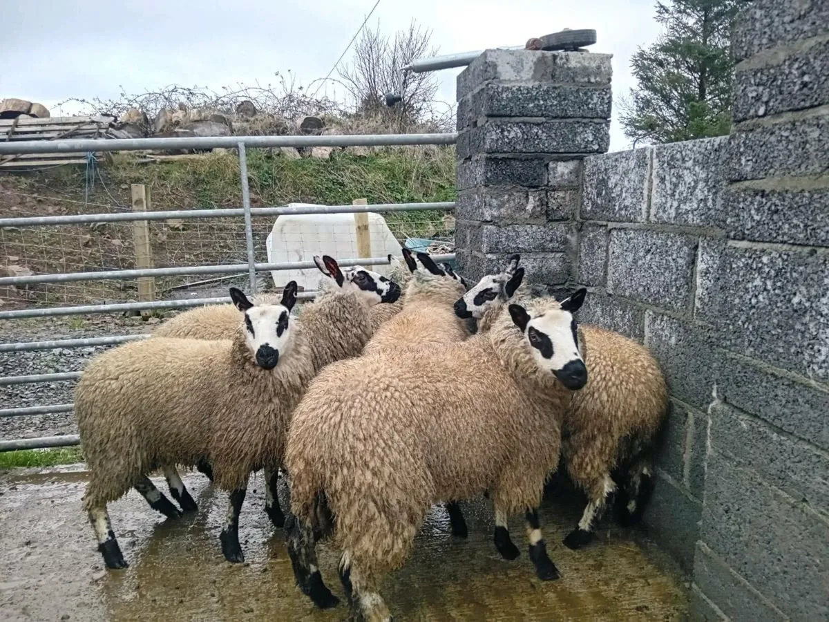 Kerryhill ewe lambs - Image 3